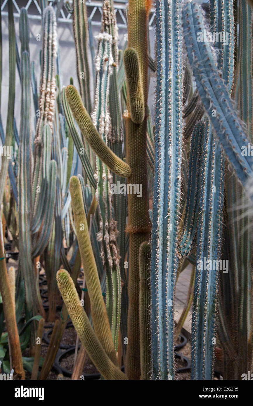 Cacti in Conservatorio alla pace internazionale giardino. Foto Stock