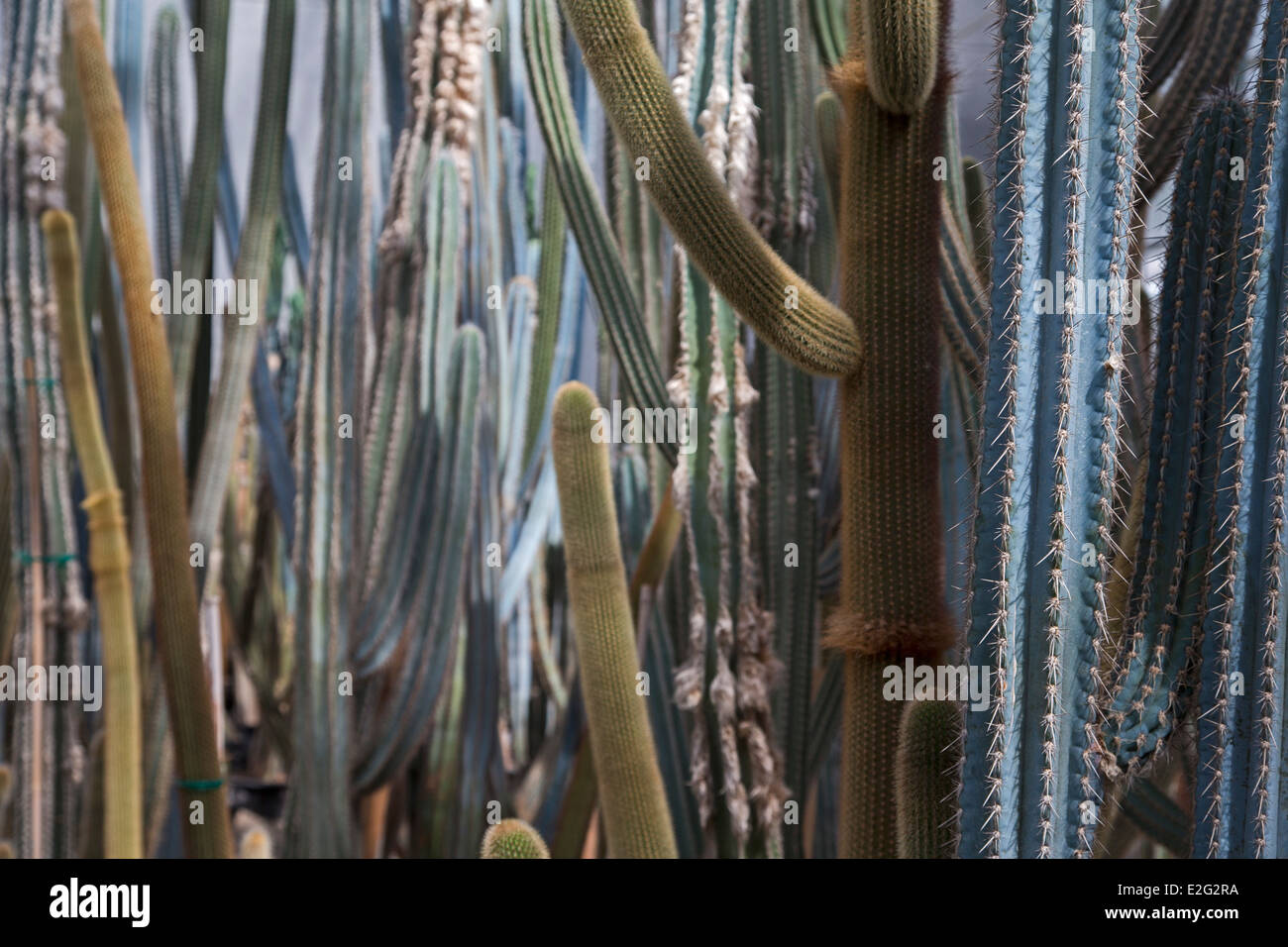 Cacti in Conservatorio alla pace internazionale giardino. Foto Stock