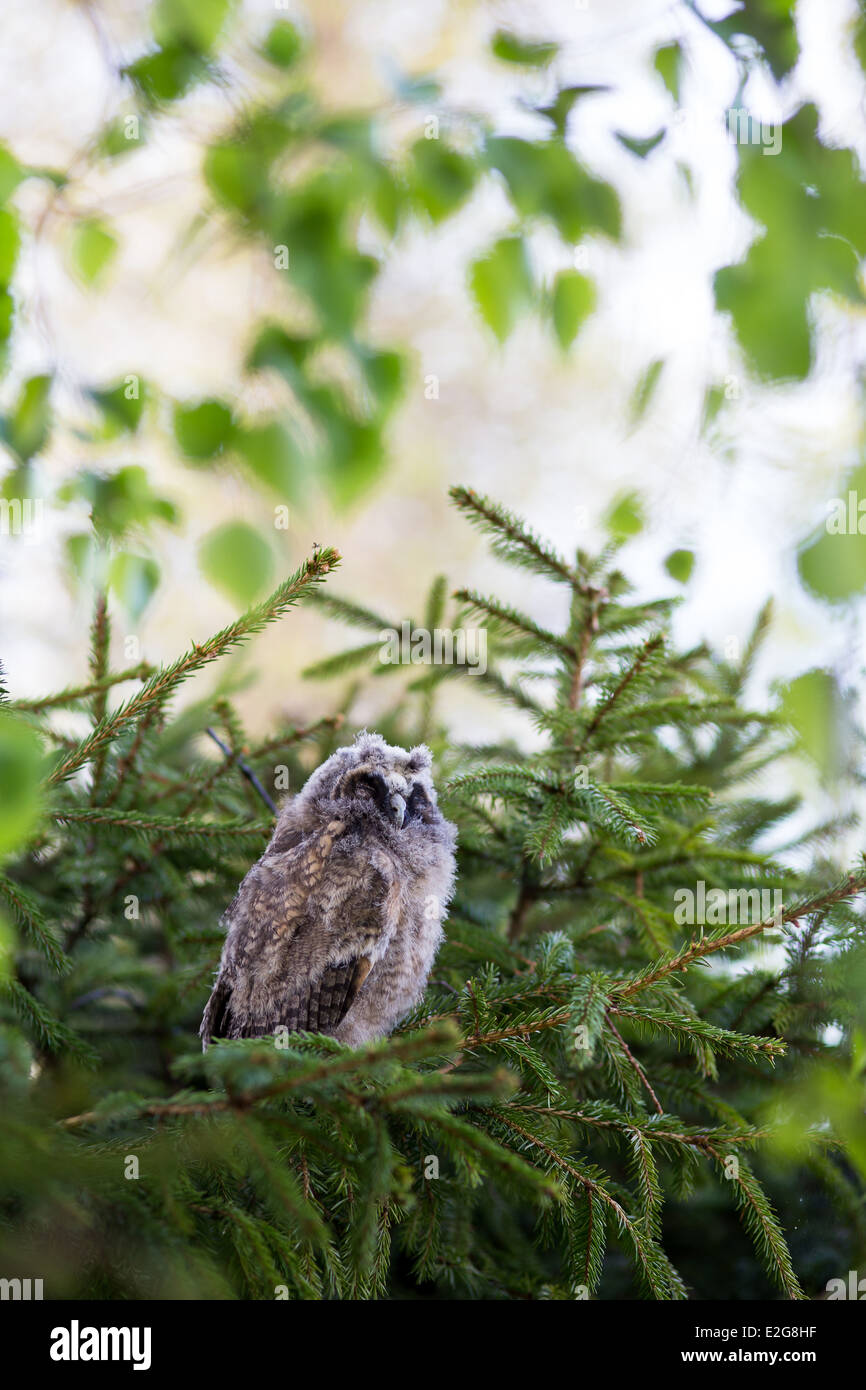 Assonnato gufo comune pulcino Foto Stock
