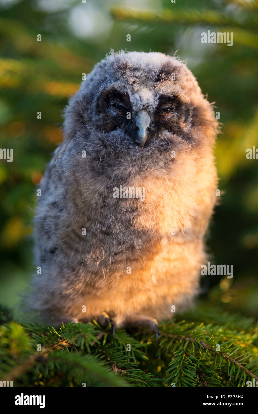 Ritratto di gufo comune pulcino Foto Stock