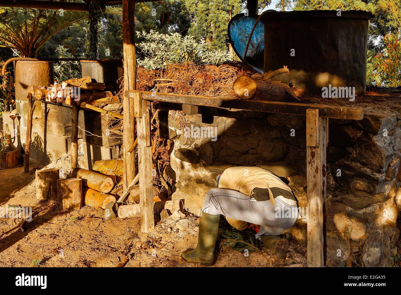 Francia Ile de la Reunion (dipartimento francese d' oltremare) Petite France villaggio creolo distilleria geranio parte del processo di Foto Stock