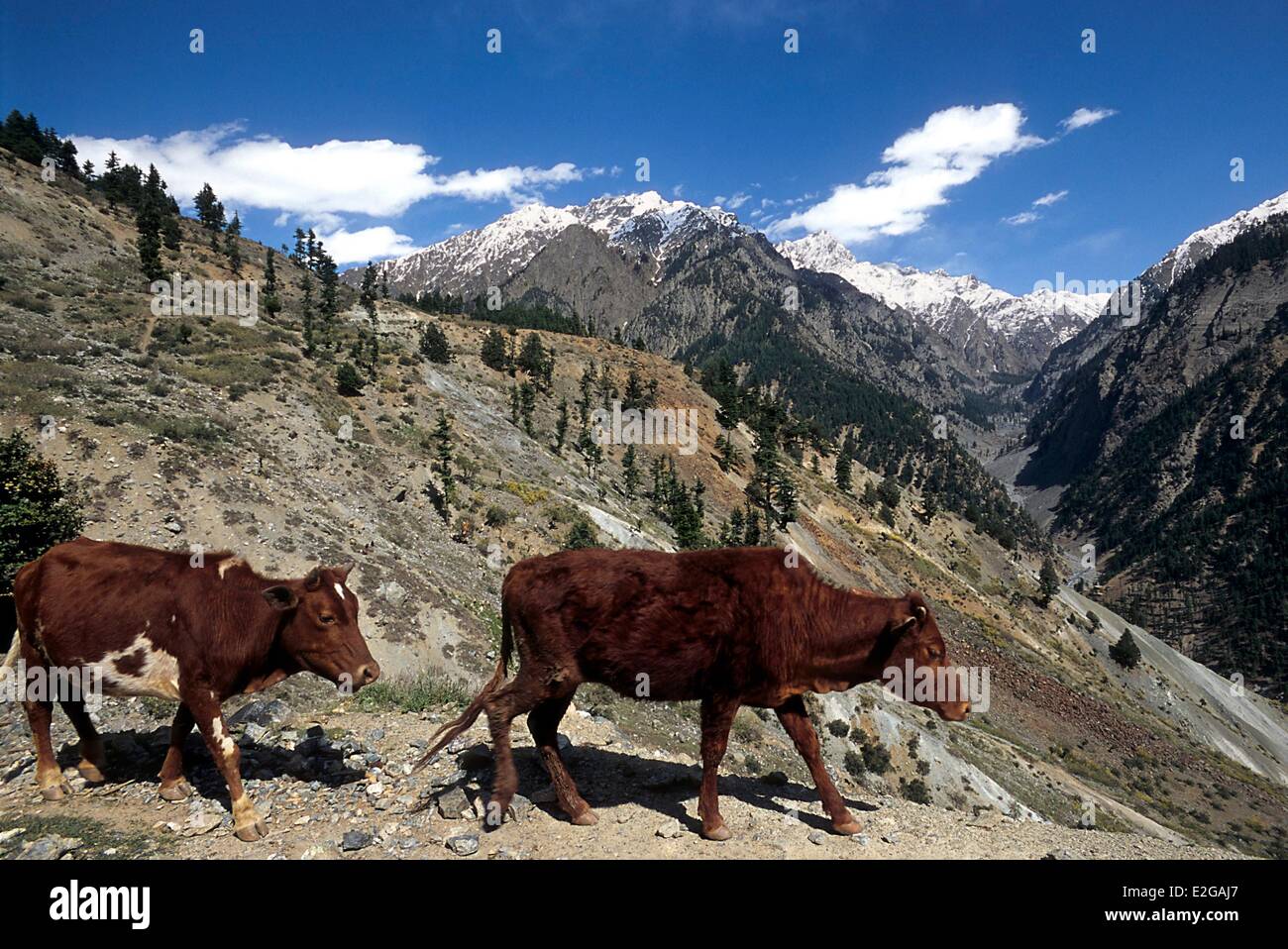 Il Pakistan Khyber Pakhtunkhwa distretto di biglietto a monte di Shishi Kuh valley le mucche nei pascoli di montagna Foto Stock