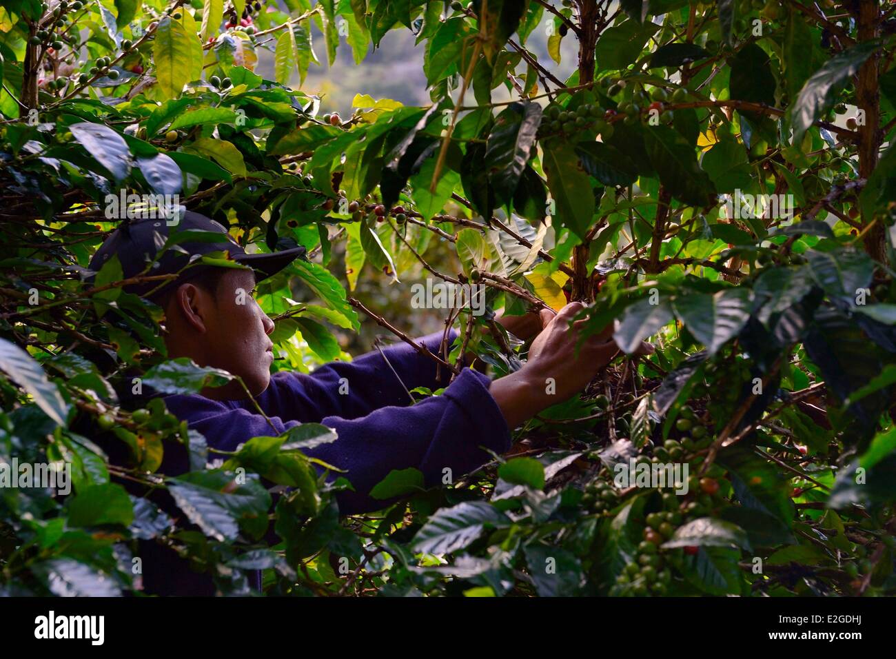 Panama Chiriqui provincia Boquete piantagione di caffè Finca Lerida chicchi di caffè raccolta mediante un nativo americano Nagbe Foto Stock