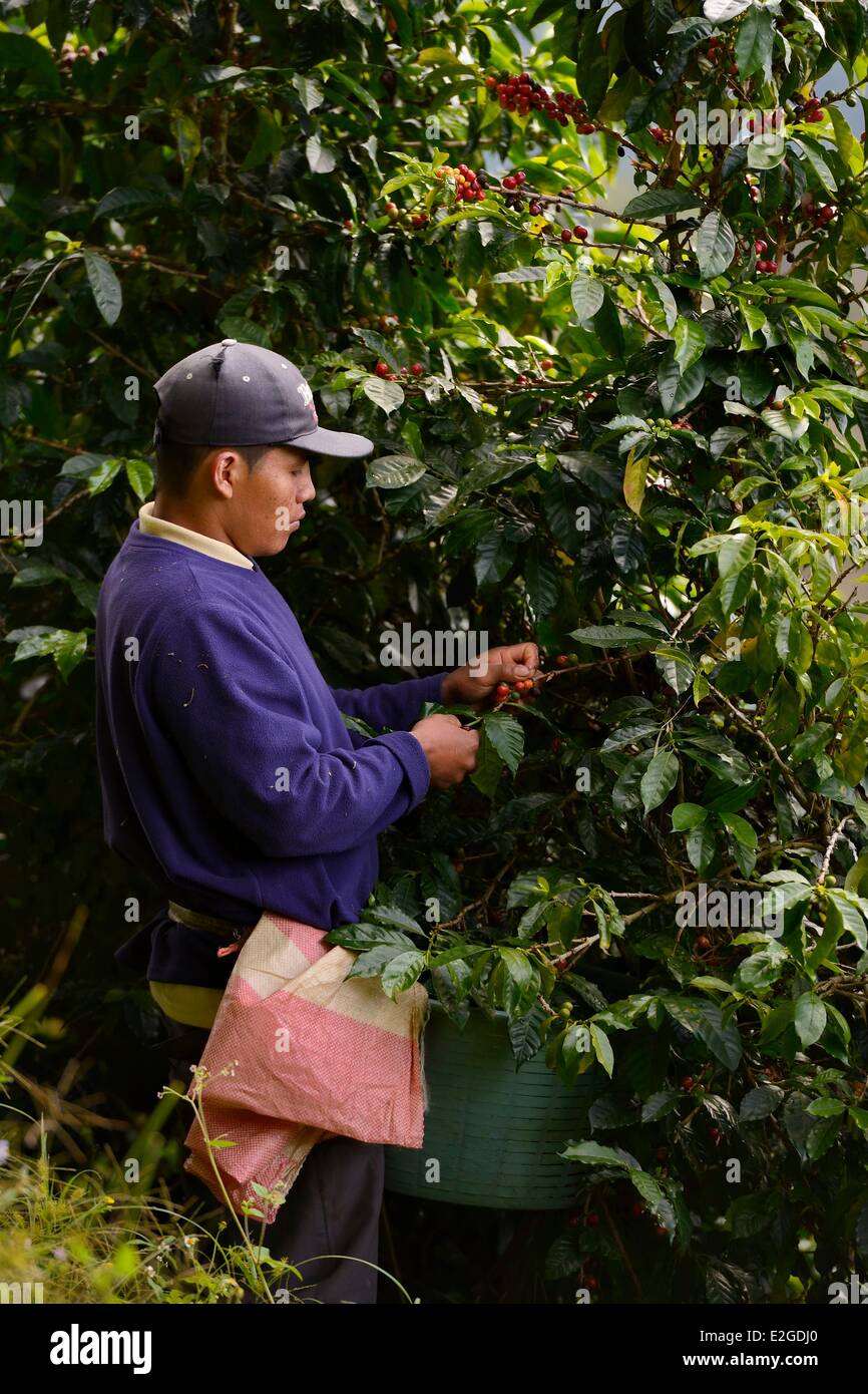 Panama Chiriqui provincia Boquete piantagione di caffè Finca Lerida chicchi di caffè raccolta mediante un nativo americano Nagbe Foto Stock