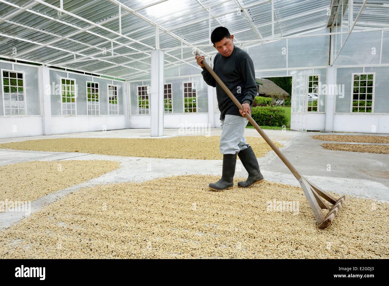 Panama Chiriqui provincia Boquete piantagione di caffè Finca Lerida chicchi di caffè asciugatura all'interno di una casa verde Foto Stock