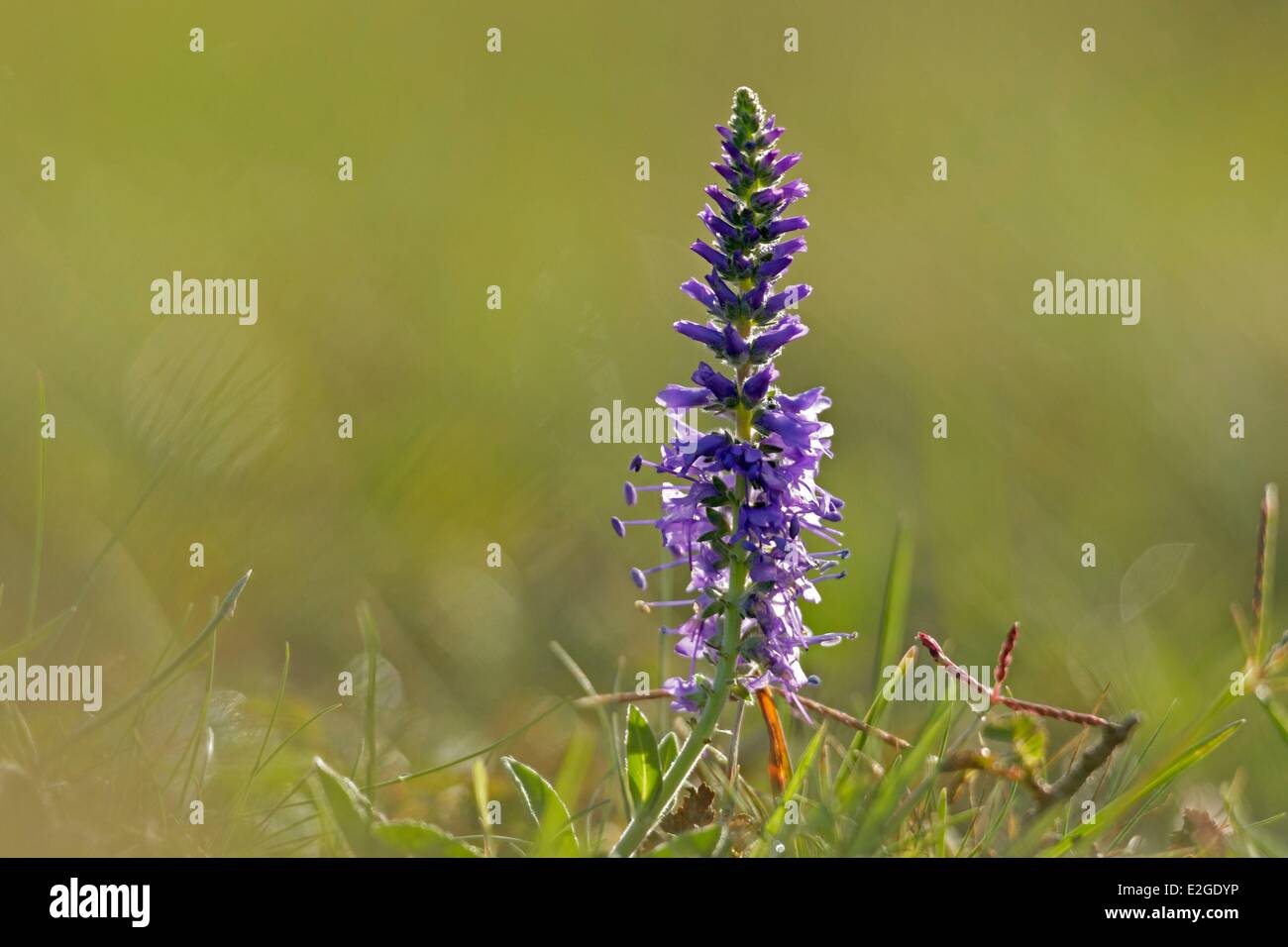 France Manche Vauville (Veronica spicata) protetto in Basse Normandie Foto Stock