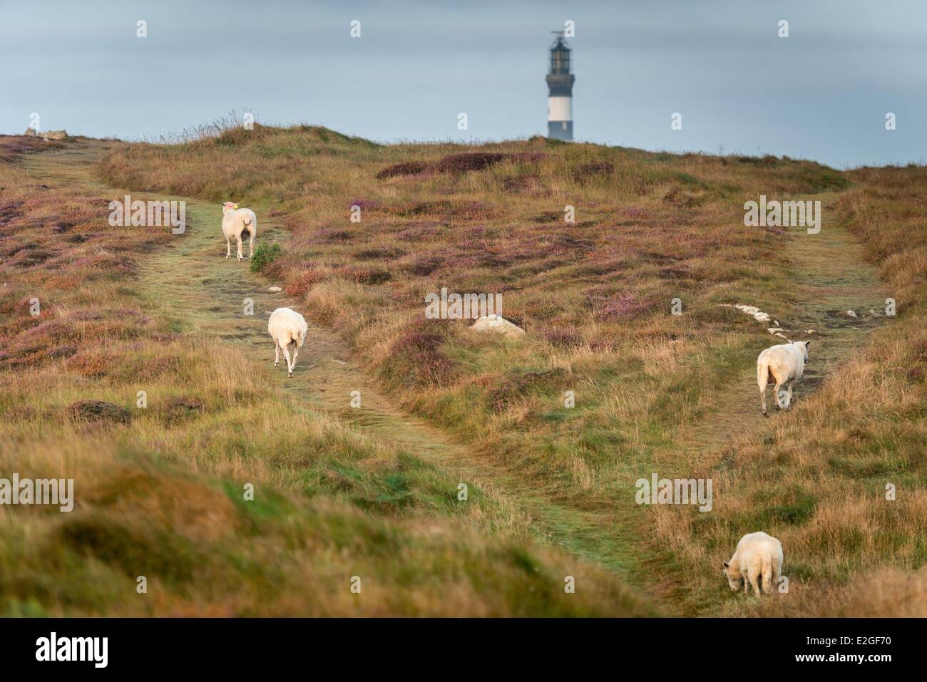 Francia Finisterre isola di Ouessant paesaggio con faro Creac'h e le pecore Foto Stock