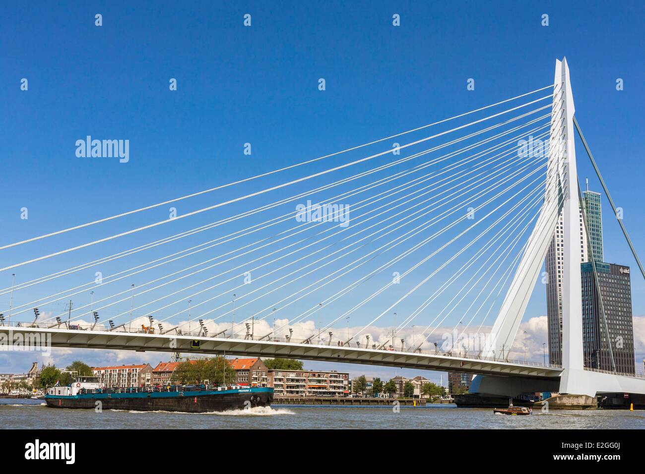 Paesi Bassi Olanda meridionale Rotterdam Erasmus Bridge (Erasmusbrug) progettato da Ben van Berkel e Caroline Bos sui nuovi Mosa inaugurato nel 1996 Foto Stock