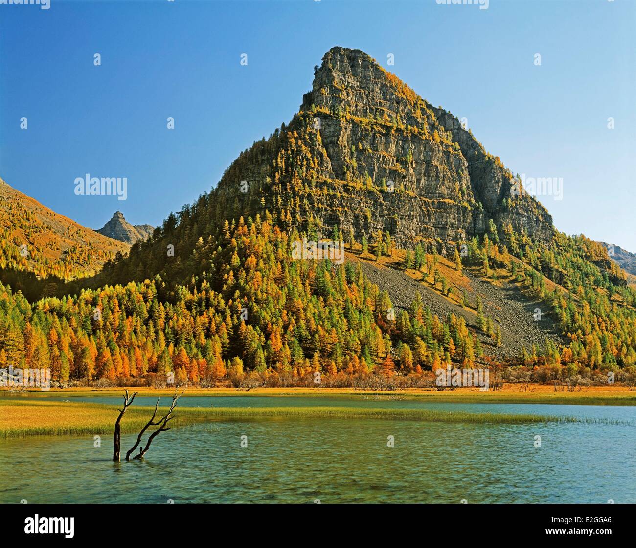 Francia Alpes de Haute Provence Parc national du Mercantour (Parco Nazionale del Mercantour) valle del Ubaye Sagnes Lago (1905m) dominata dalla torre di Sagnes (2364m) in autunno il larice (Larix decidua) Foto Stock