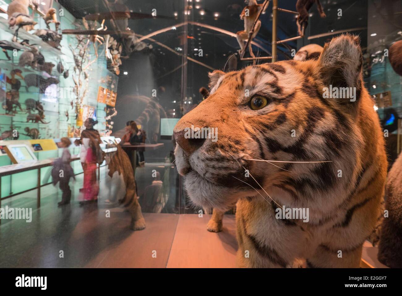 Stati Uniti New York Manhattan Upper West Side il Museo Americano di Storia Naturale Foto Stock