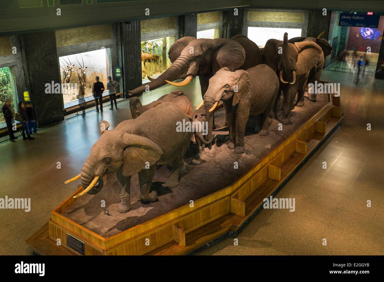 Stati Uniti New York Manhattan Upper West Side il Museo Americano di Storia Naturale hall di animali africani Foto Stock
