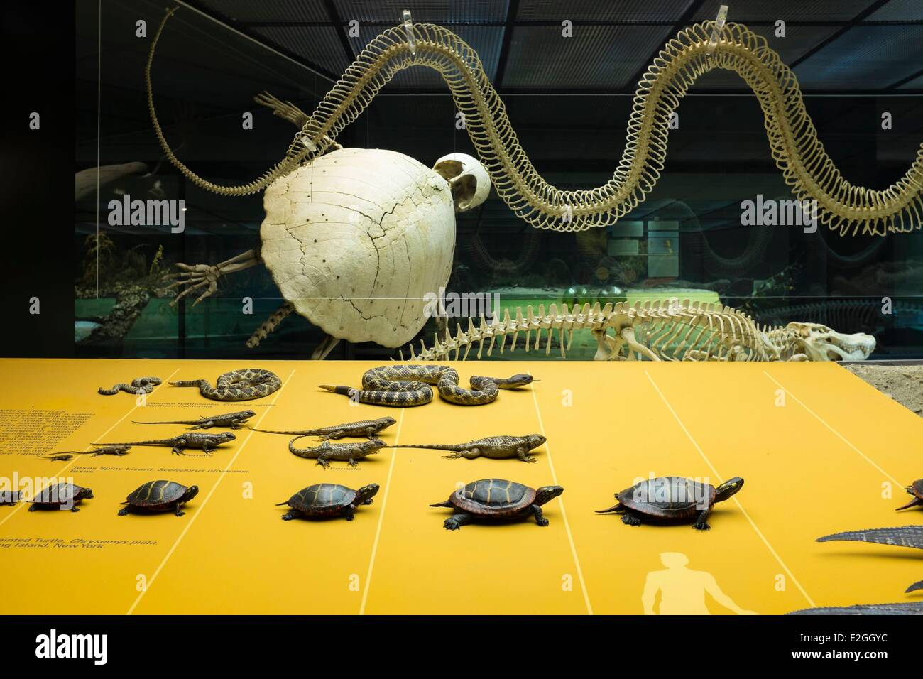 Stati Uniti New York Manhattan Upper West Side il Museo Americano di Storia Naturale Foto Stock