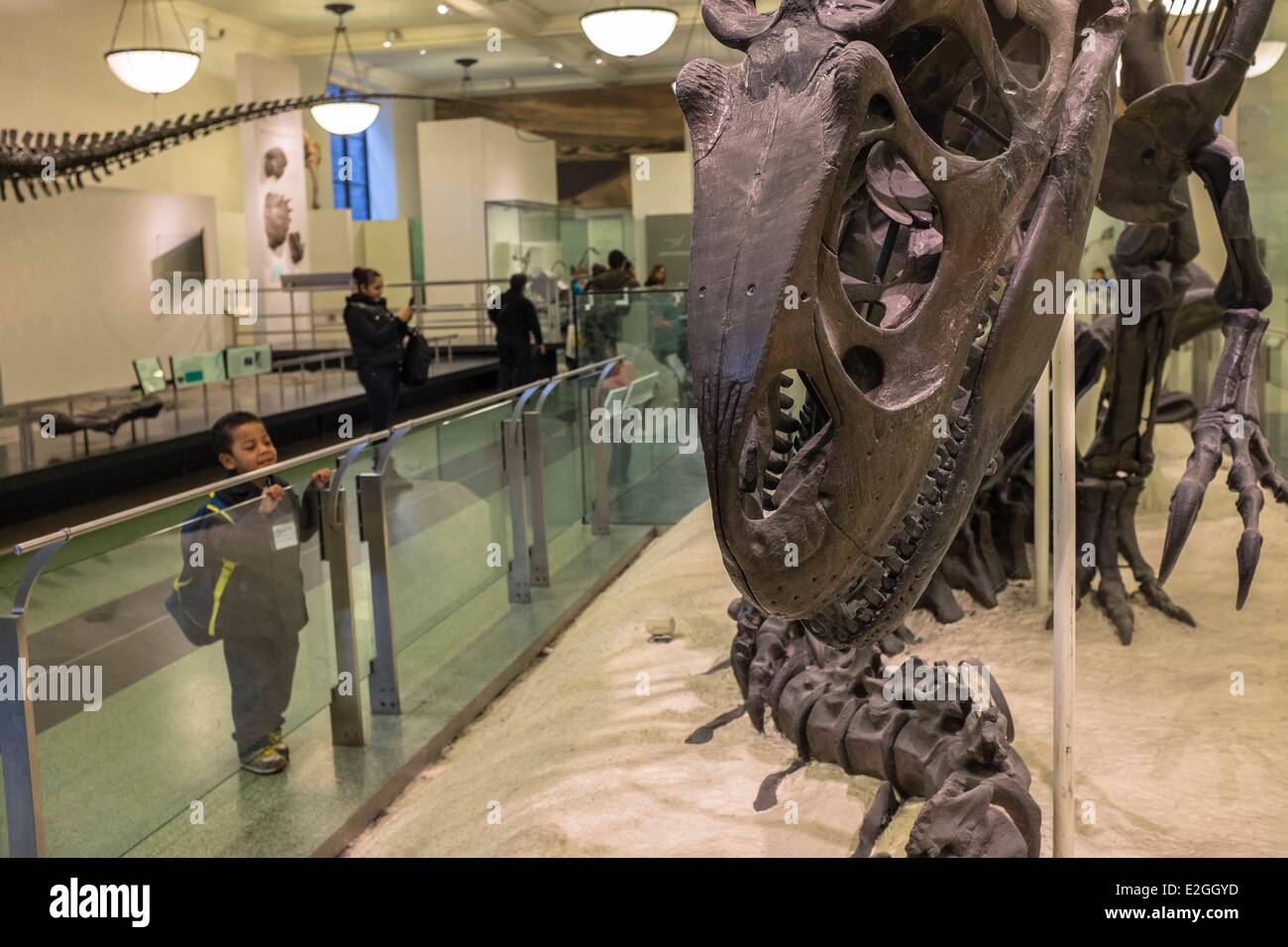Stati Uniti New York Manhattan Upper West Side il Museo Americano di Storia Naturale fossile di dinosauro Hall Allosaurus Foto Stock