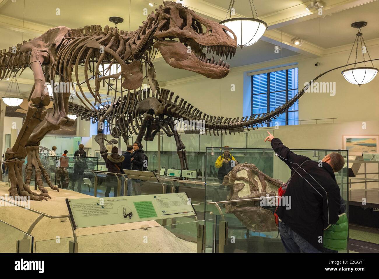 Stati Uniti New York Manhattan Upper West Side il Museo Americano di Storia Naturale Sala fossili di dinosauro Tirannosauro Rex Foto Stock
