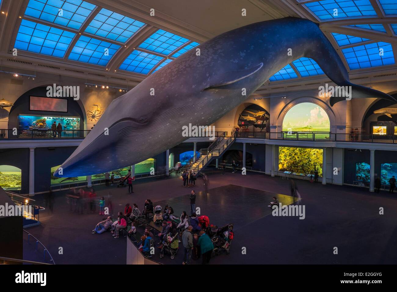 Stati Uniti New York Manhattan Upper West Side il Museo Americano di Storia Naturale modello in fibra di vetro di una femmina di balena blu nella sala della vita nell'oceano Foto Stock