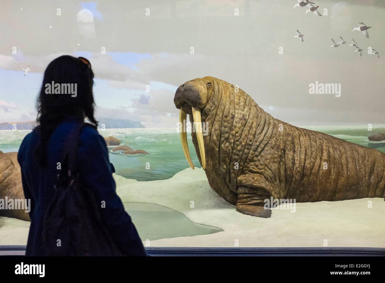 Stati Uniti New York Manhattan Upper West Side il Museo Americano di Storia Naturale Hall di vita nell'oceano Foto Stock