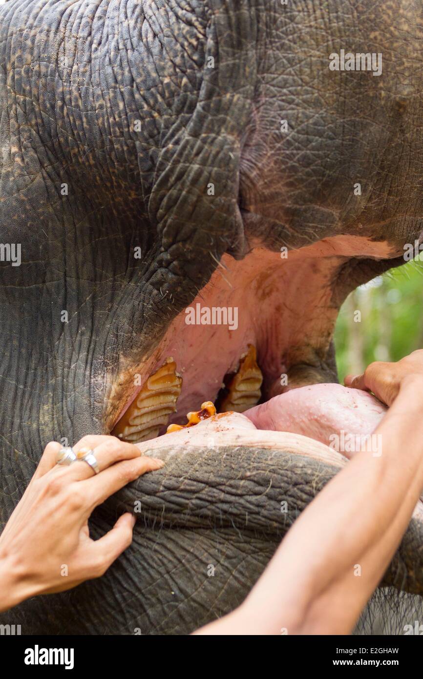 Indonesia nell isola di Sumatra la provincia di Aceh Sampoiniet denti di elefante conservazione unità di risposta per la protezione degli elefanti di Sumatra Foto Stock