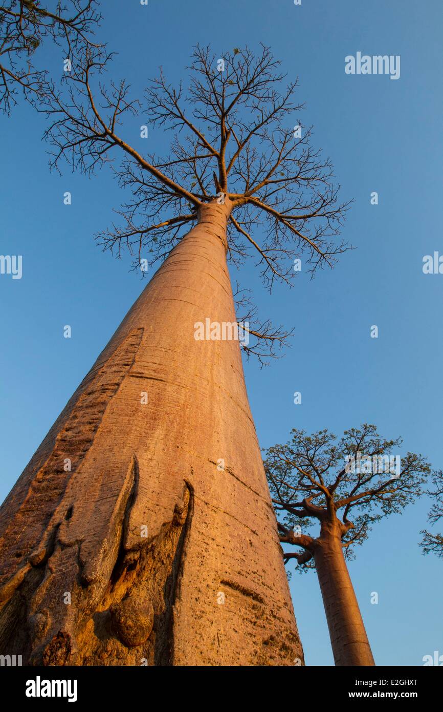 Madagascar Menabe-Antimena area protetta Vicolo di baobab di Grandidier Baobab (Adansonia grandidieri) Foto Stock