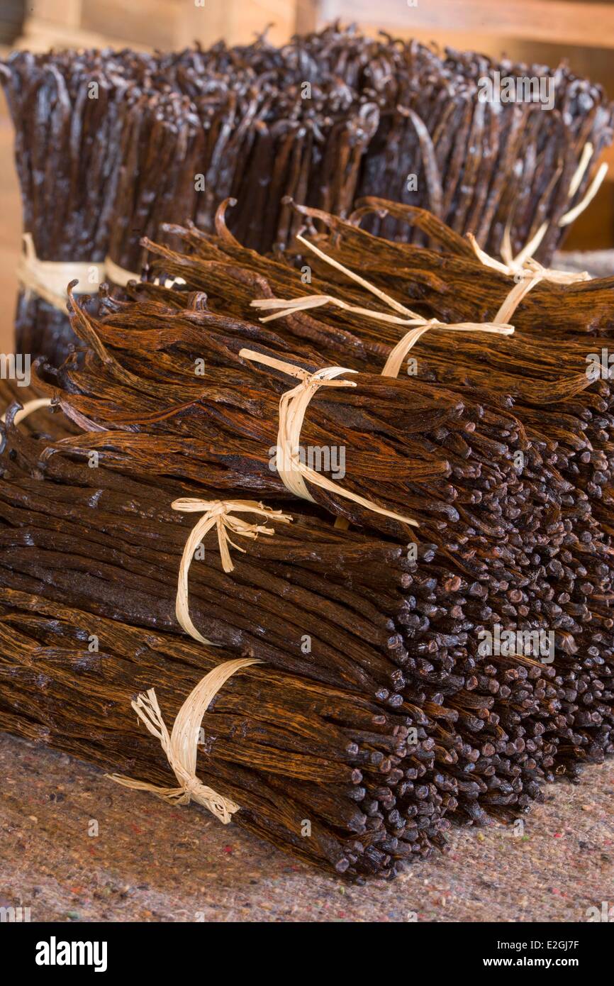 Madagascar Loky-Manambato area protetta Daraina baccelli di vaniglia da agricoltura biologica Foto Stock