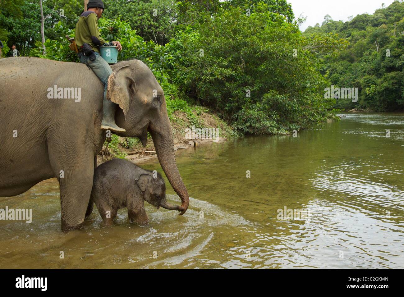 Indonesia nell isola di Sumatra la provincia di Aceh Sampoiniet Mahut gli stati di conservazione unità di risposta per la protezione degli elefanti di Sumatra dando vasca da bagno ad un elefante femmina e il suo bambino Foto Stock