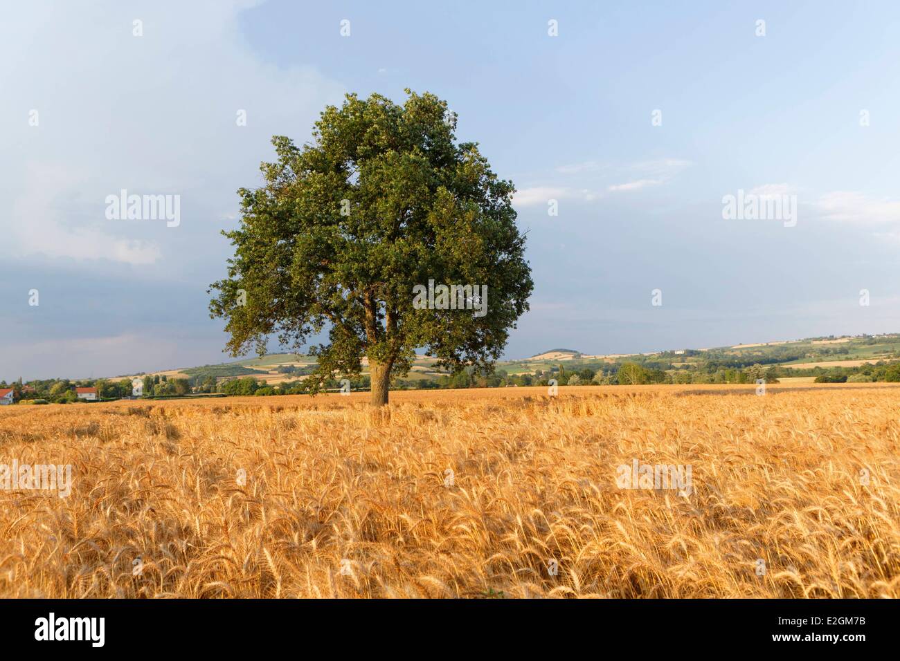 Francia Puy de Dome Limagne Billom plain oak Foto Stock