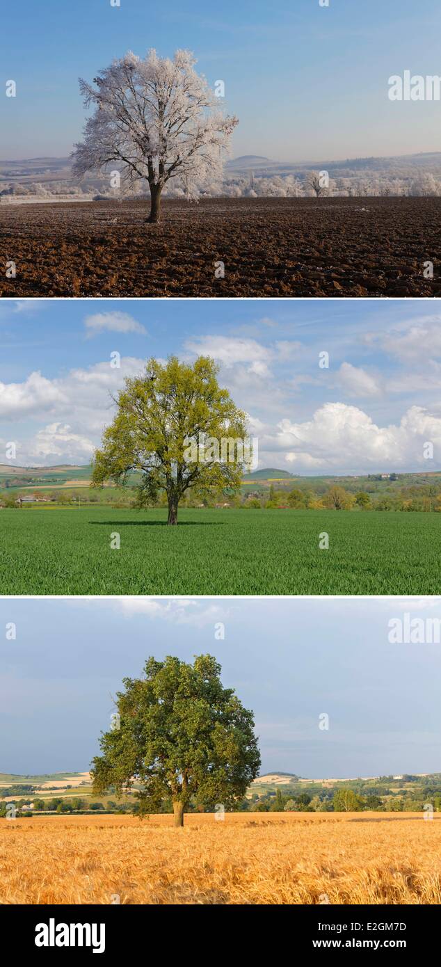 Francia Puy de Dome Limagne Billom plain oak Foto Stock