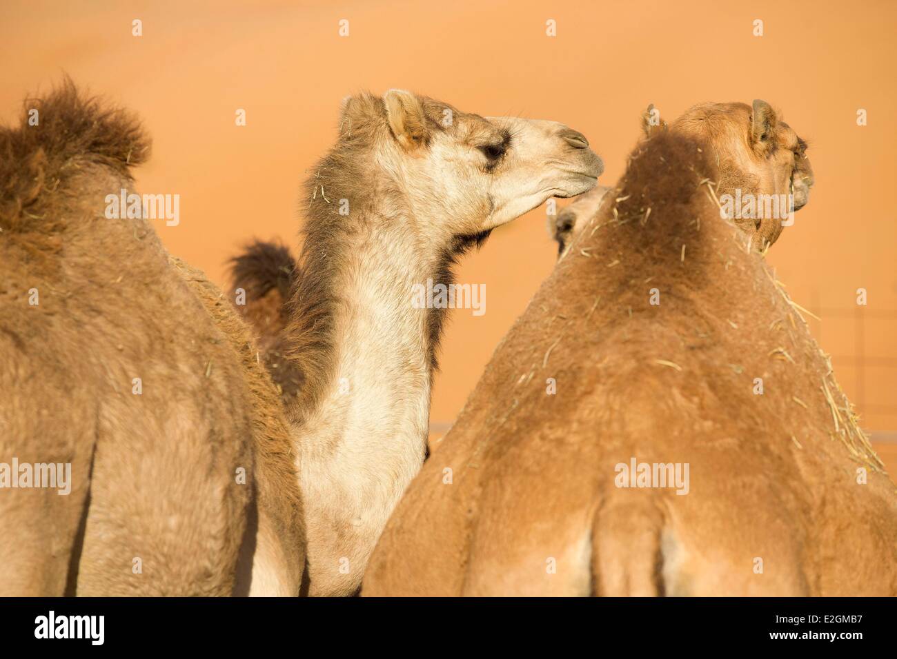 Il sultanato di Oman Ash Sharqiyyah regione Wahiba Sands Bidiyyah Al Rakah allevamento di cammelli Foto Stock