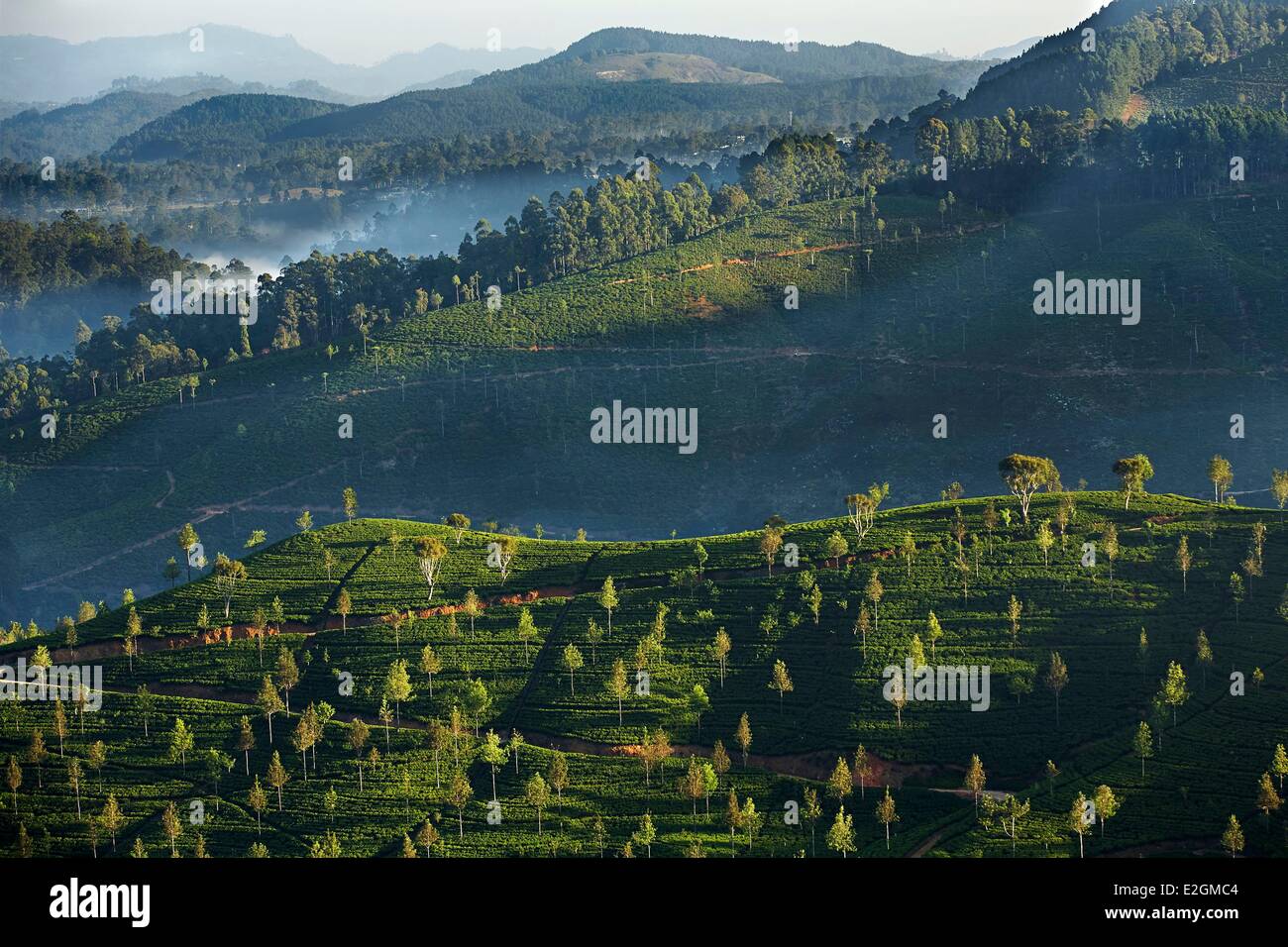 Sri Lanka Provincia Uva Haputale paesaggio collinare ricoperta di alberi e le piantagioni di tè Foto Stock