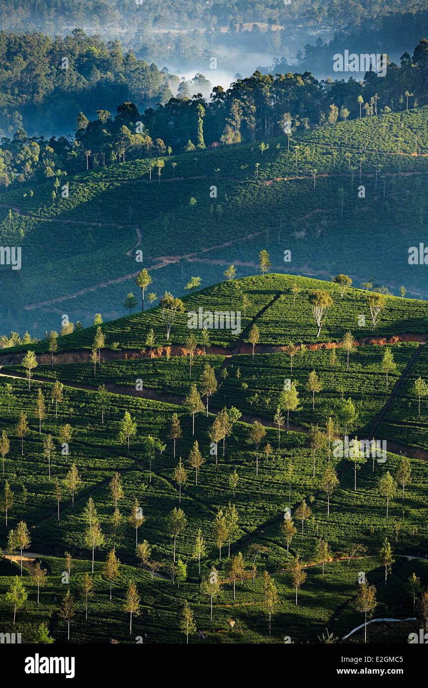 Sri Lanka Provincia Uva Haputale paesaggio collinare ricoperta di alberi e le piantagioni di tè Foto Stock