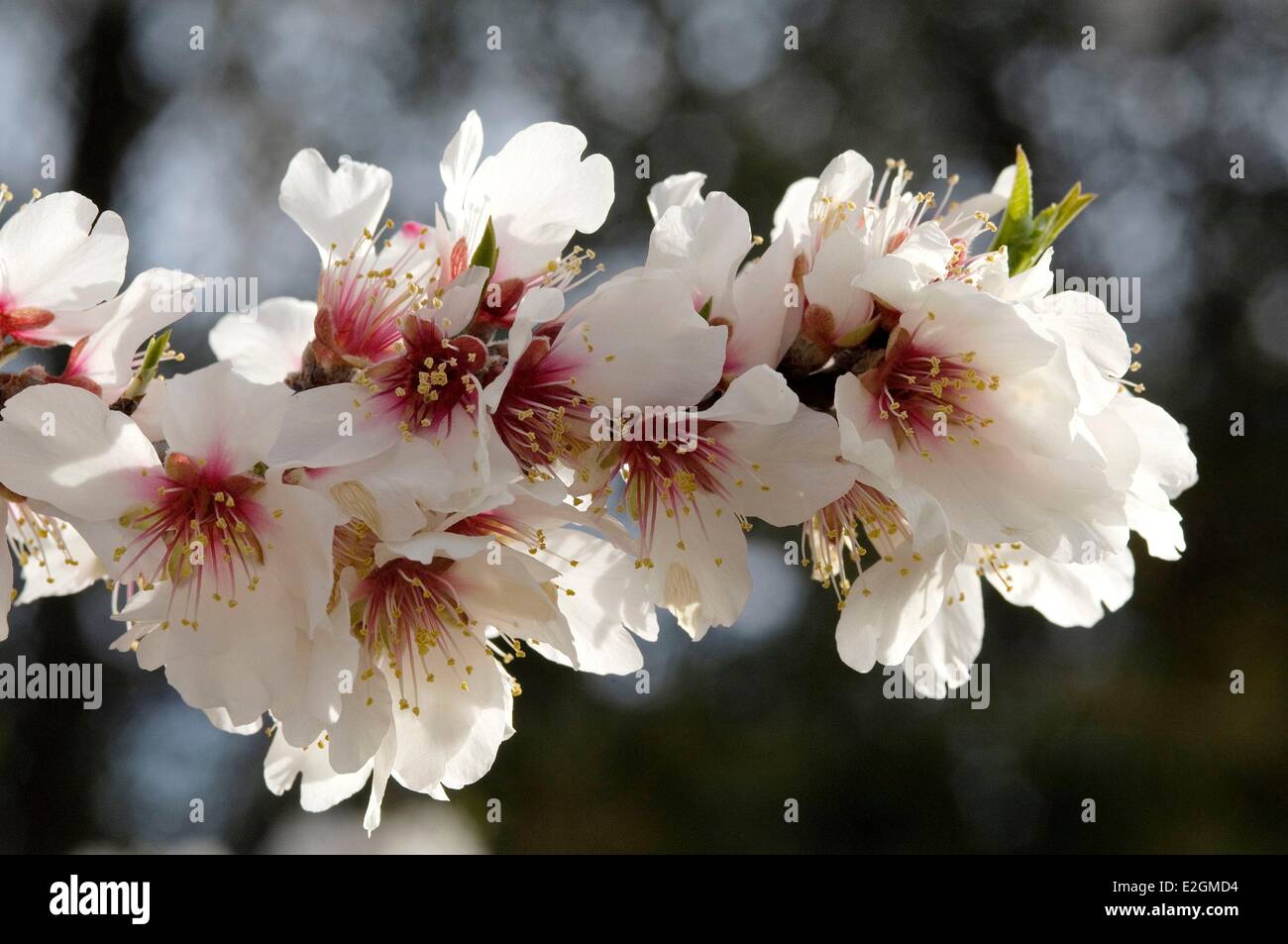 Almond (Prunus dulcis) Fiori Foto Stock