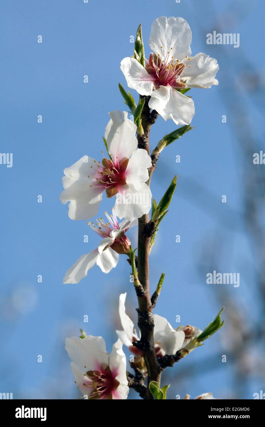 Almond (Prunus dulcis) Fiori Foto Stock