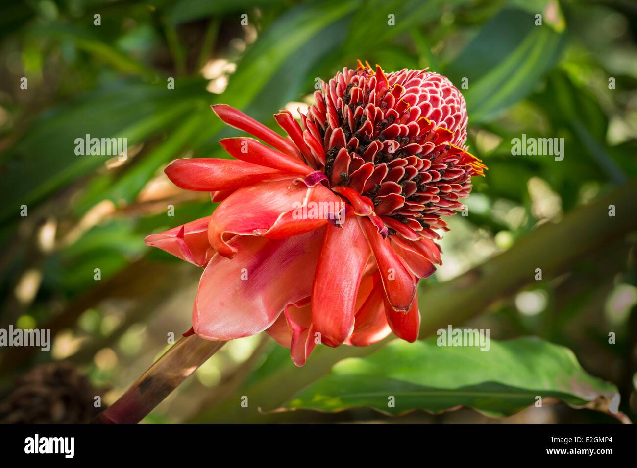 Costa Rica Alajuela La Garita torcia rosso zenzero (Etlingera elatior) Foto Stock