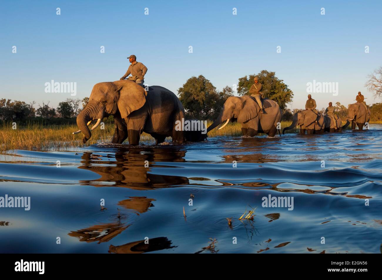Il Botswana nord ovest District Okavango Delta Abu Lodge safari in elefante indietro Foto Stock