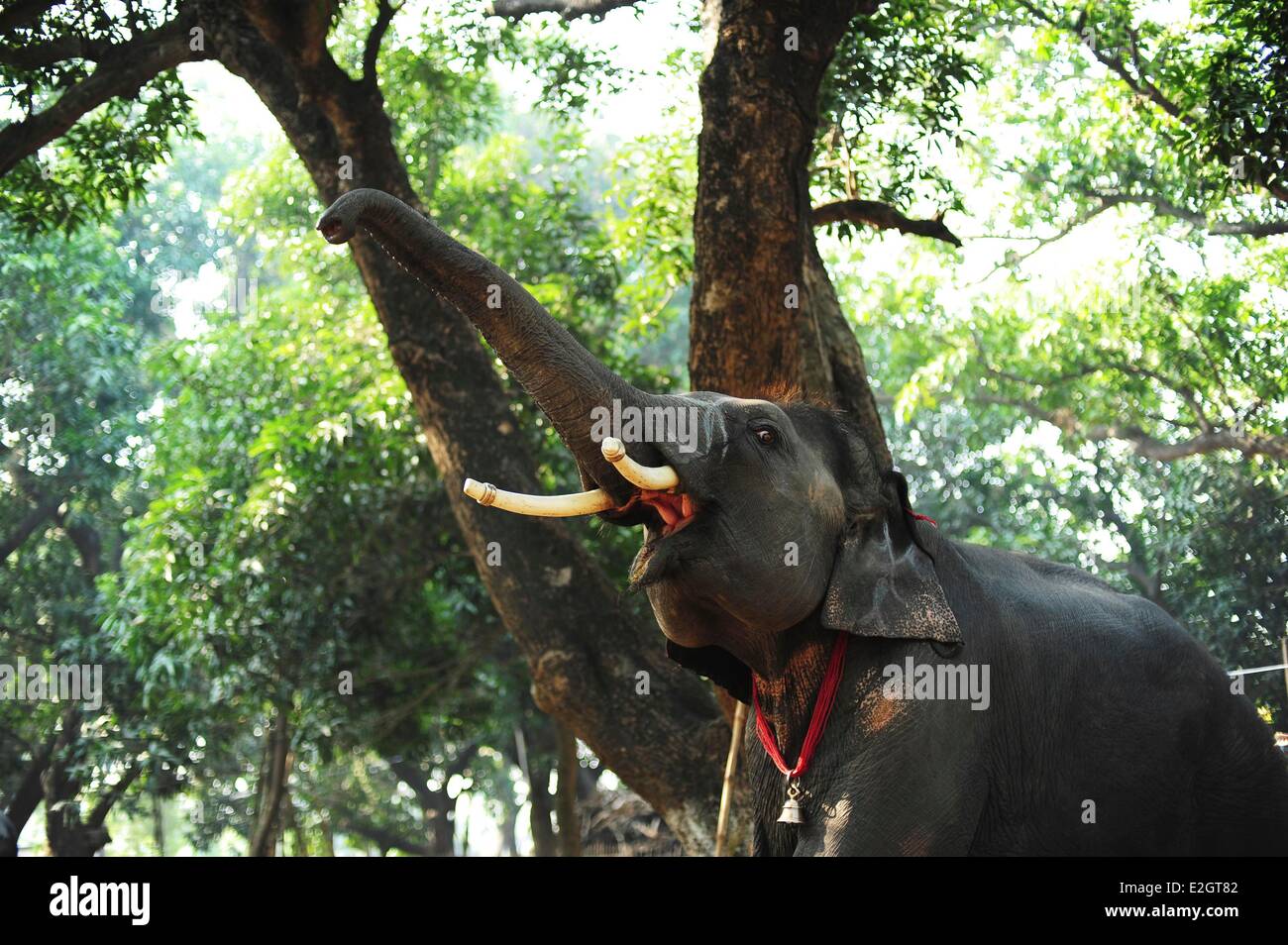 India Bihar membro Patna Sonepur Sonepur Mela bovini Fait (più grande in Asia) elefante urlando Foto Stock