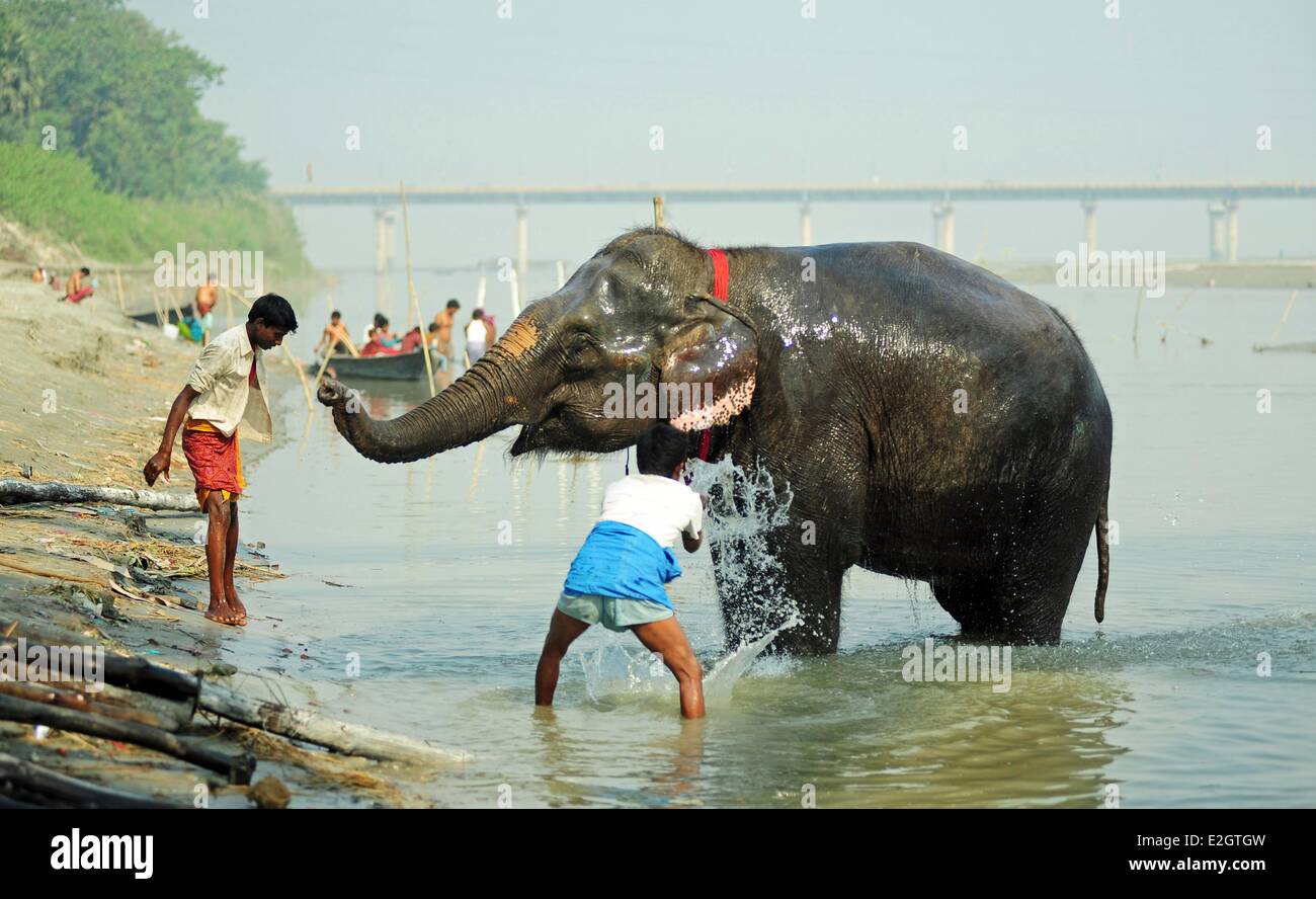 India Bihar membro Patna Sonepur Sonepur Mela bovini Fait (più grande in Asia) Mahout elefante di lavaggio nel fiume Gandaki Foto Stock
