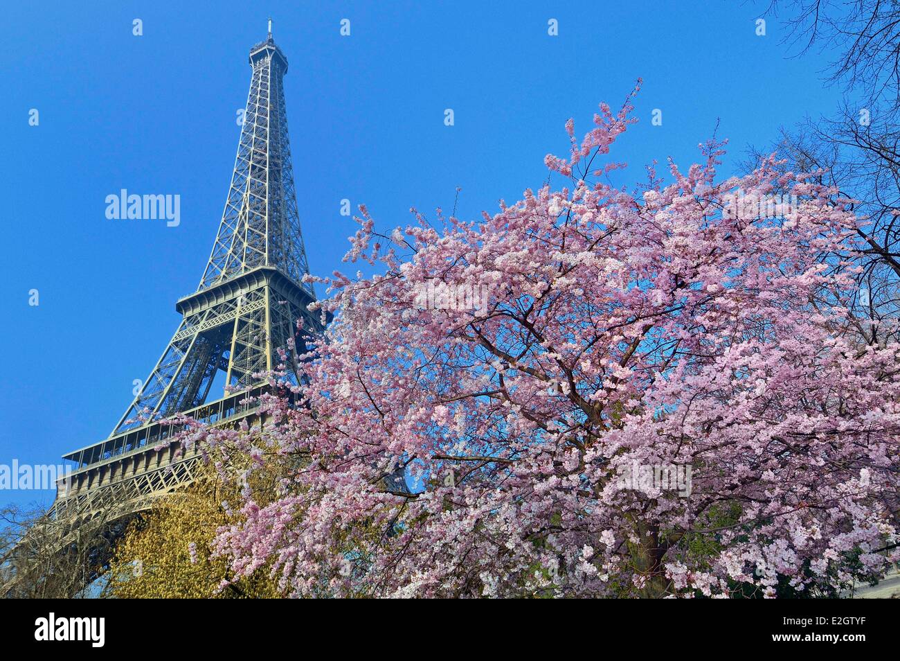 Francia Parigi torre Eiffel e Prunus sp. in fiore Foto Stock