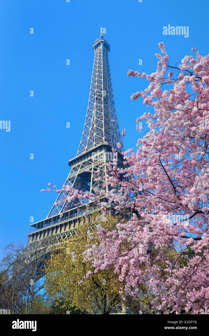 Francia Parigi torre Eiffel e Prunus sp. in fiore Foto Stock