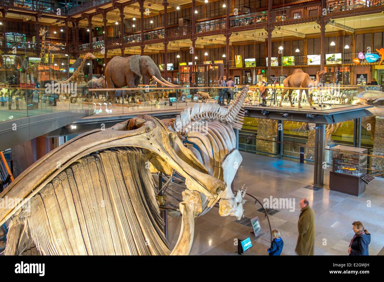 Francia Paris Museum National d'Histoire Naturelle (museo nazionale di storia naturale) la Grande Galerie de l'Evolution (galleria) dall'architetto Paolo scenografia Chemetov Rene Allio Foto Stock