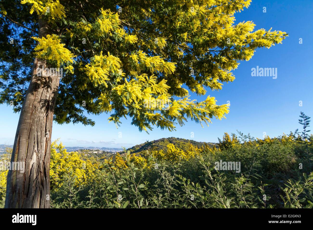 Francia Var Tanneron piantagione di Mimosa in fiore Foto Stock
