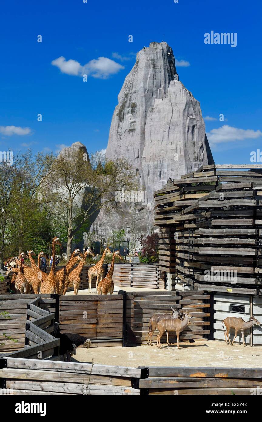 Francia Paris Paris Zoological Park (Zoo de Vincennes) gruppo di sedici giraffe (Giraffa camelopardalis) in Sahel-Sudan biozone in background Grand Rock che è punto di riferimento dello zoo di dal 1934 Foto Stock