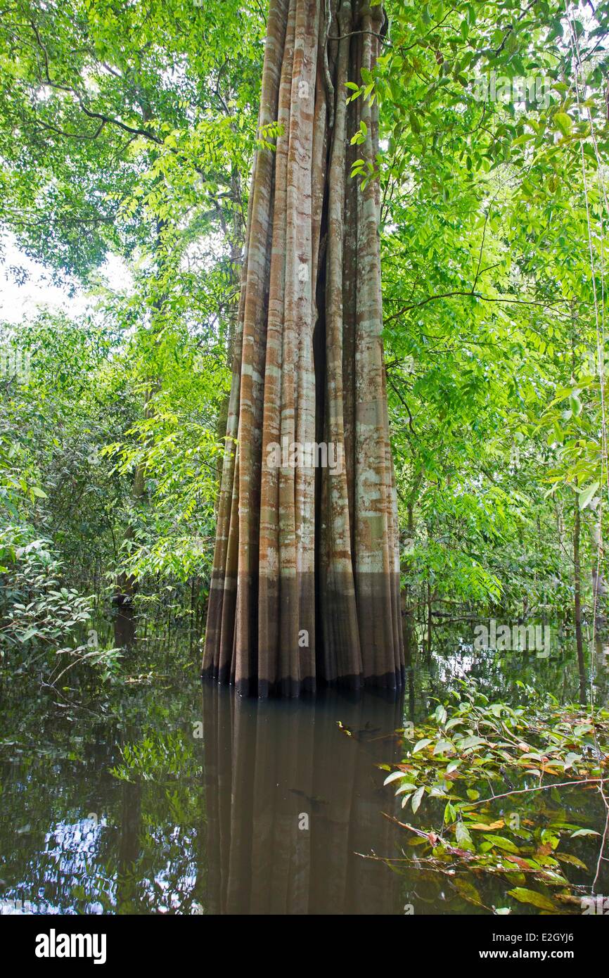 Il Brasile stato di Amazonas Amazzonia foresta allagata Foto Stock