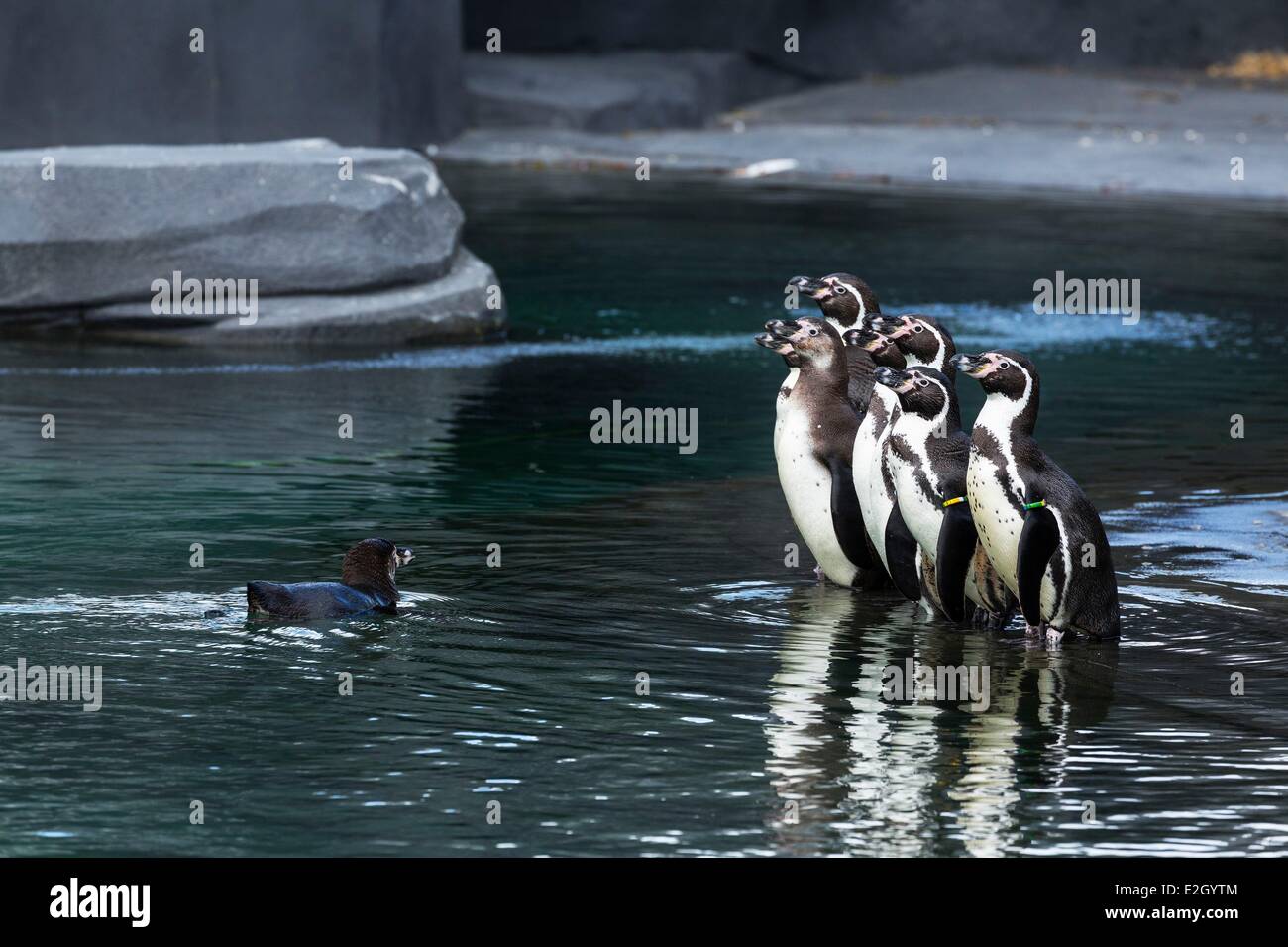 Francia Paris Paris Zoological Park (Zoo de Vincennes) pinguini Humboldt (Spheniscus Humboldti) nel freddo ambiente costiero ricostituiti dai rip rap conca circostante Patagonia biozone Foto Stock