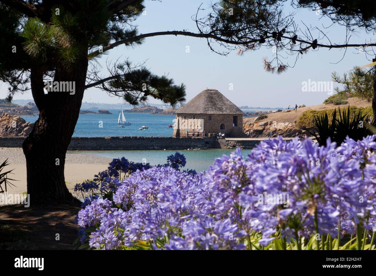 Francia Cotes d'Armor Brehat island giardini di fiori Birlot Agapanthes dell estate mulino di marea Birlot Foto Stock