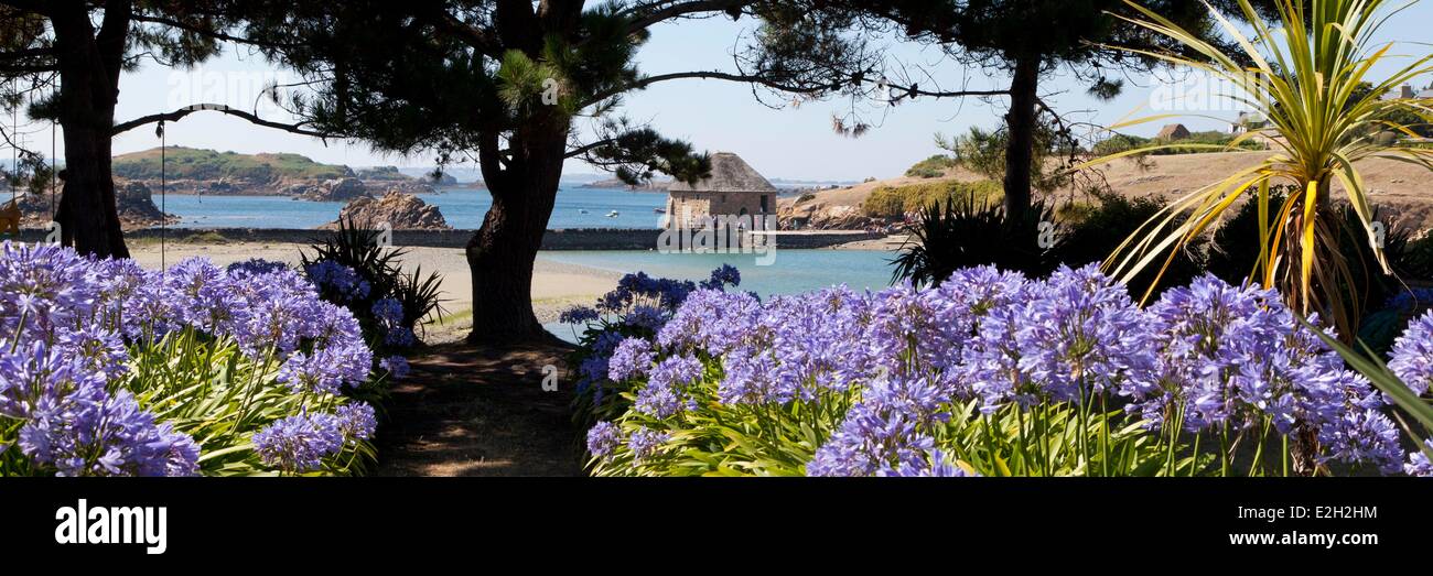 Francia Cotes d'Armor Brehat island giardini di fiori Birlot Agapanthes dell estate mulino di marea Birlot Foto Stock