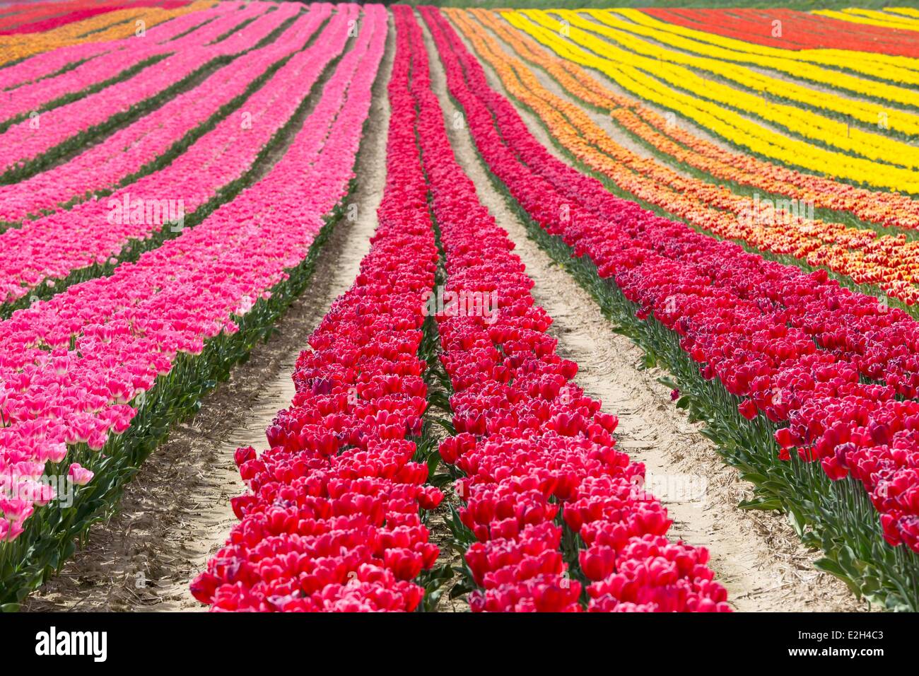 Francia Alpes de Haute Provence Lurs campo di tulipani Foto Stock
