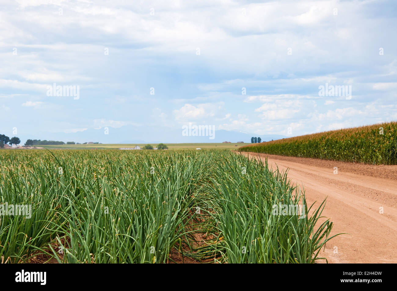 Righe di cipolle accanto a una matura cornfield nel centro di Colorado, STATI UNITI D'AMERICA Foto Stock