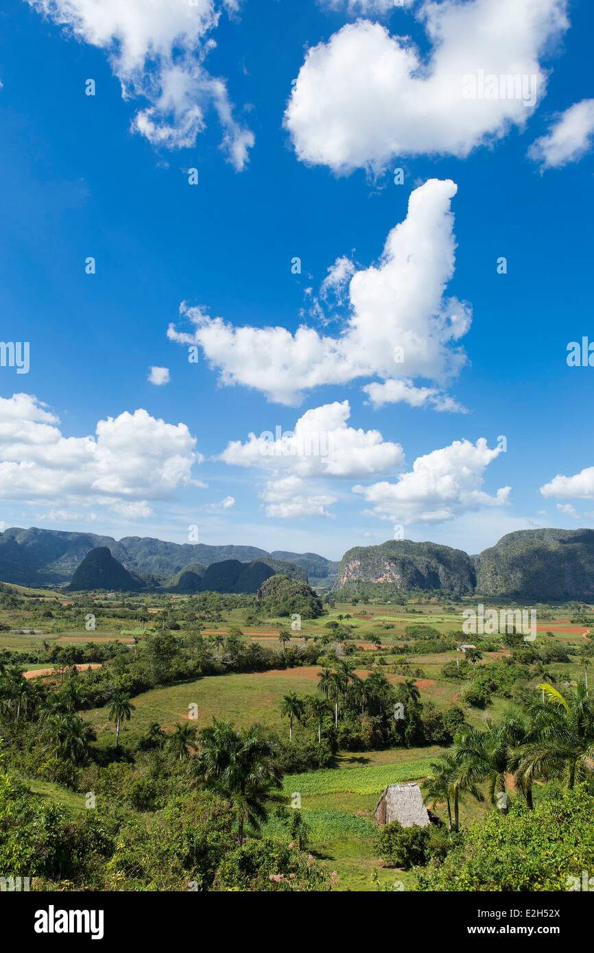 Cuba Pinar del Rio provincia Vinales Vinales Valley elencati come patrimonio mondiale dall' UNESCO campi di tabacco e Mogotes parte della catena montuosa di Guaniguanico Foto Stock