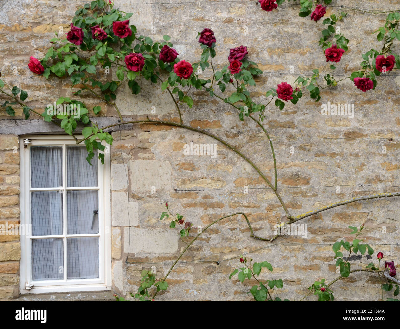 Le rose che cresce su una finestra del cottage Foto Stock