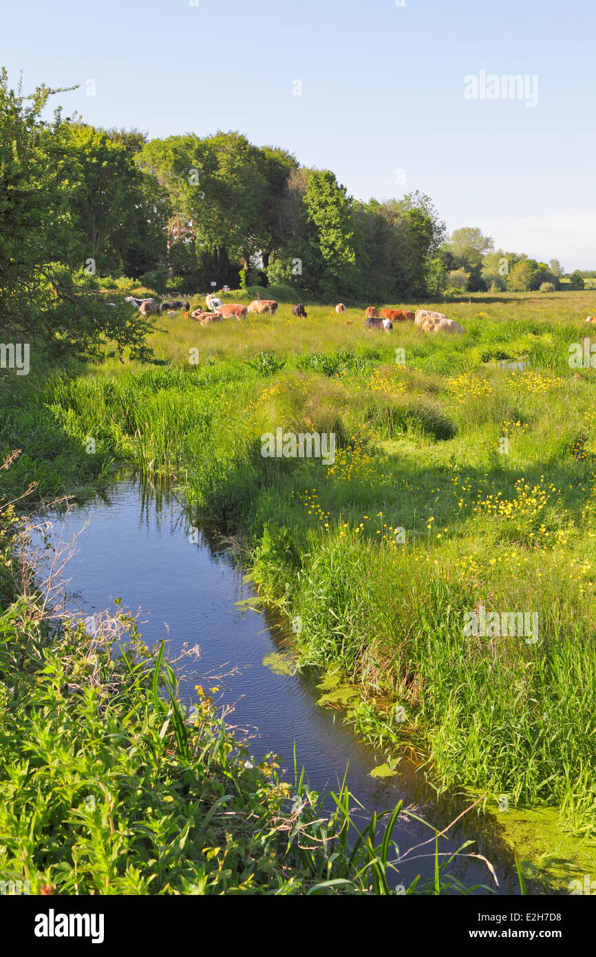 Le mucche in buttercup meadow vicino a Alfriston East Sussex England Regno Unito Foto Stock