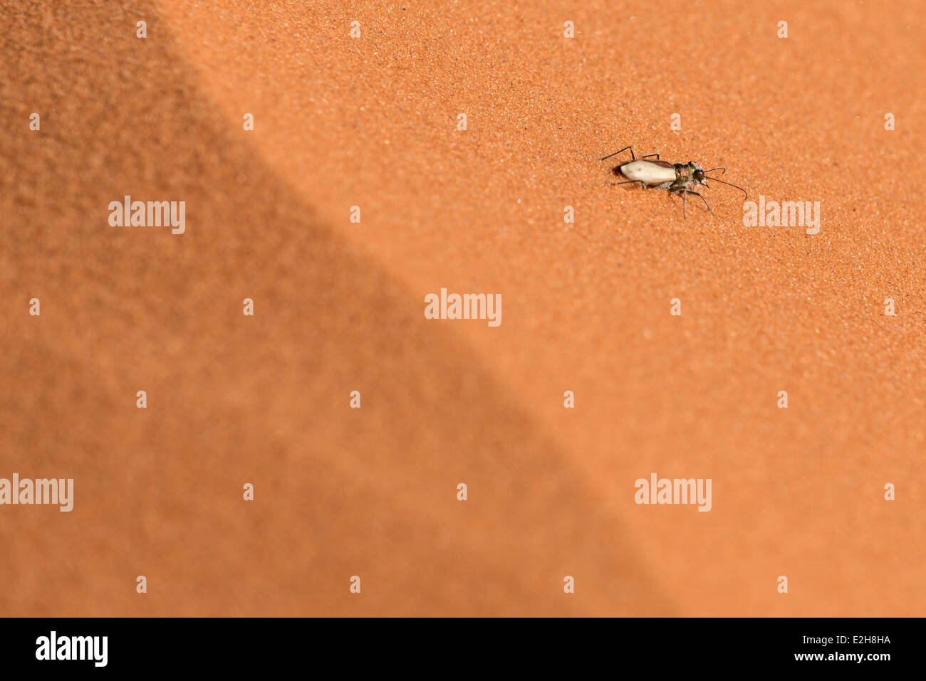 In via di estinzione Coral Pink dune di sabbia Tiger Beetle, Coral Pink Sand Dunes State Park, Utah. Foto Stock